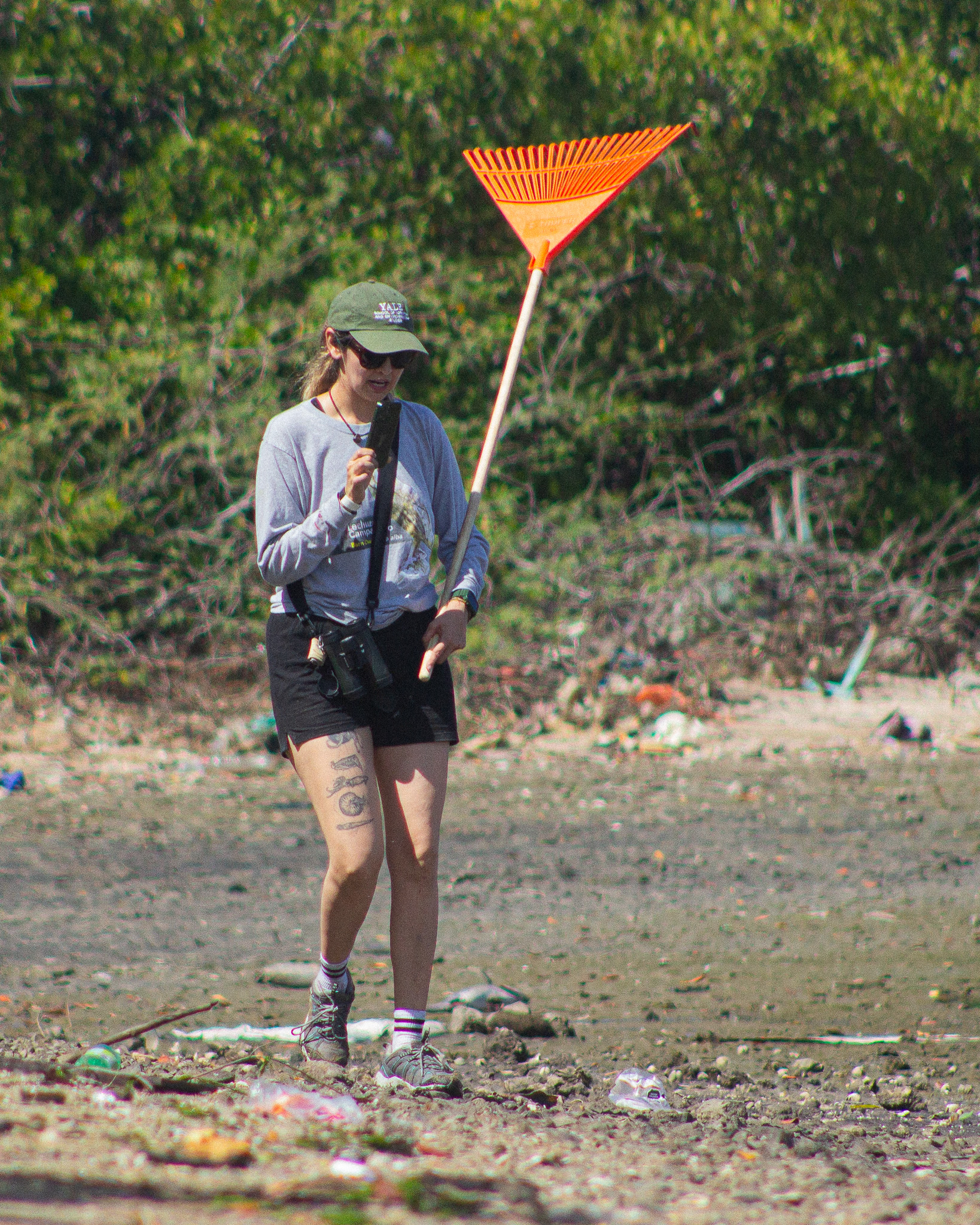 Ostrero Americano en Isla Basura